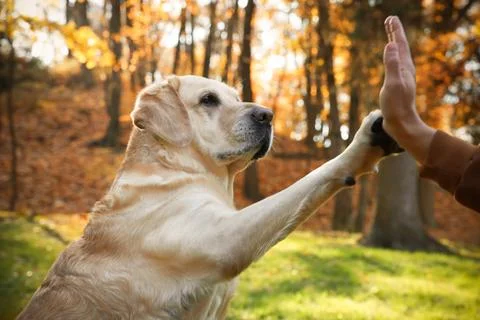 Cute Labrador Retriever dog giving paw to owner in sunny autumn park, closeup Stock Photos