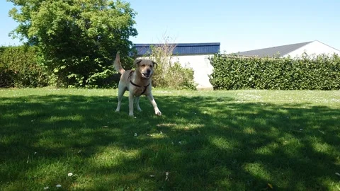 Cute Labrador retriever playing 4K Stock Footage 191925167