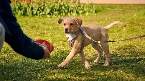 Cute Labrador Retriever in suit plays on green grass with dog trainer Stock Photos