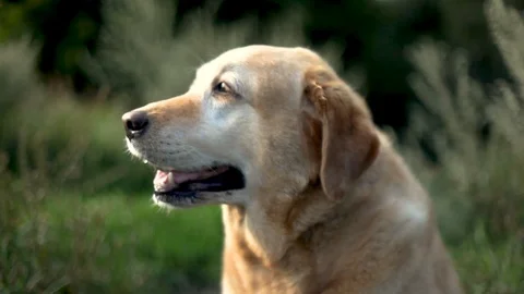 Cute labrador sitting and looking for his owner in the grass in slow motion Video stock 113206661