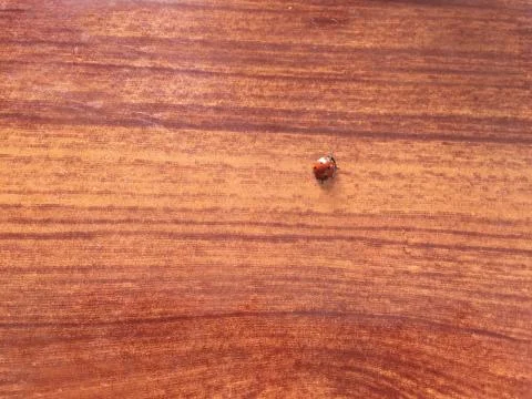 Cute lady bird on top of android Stock-Fotos