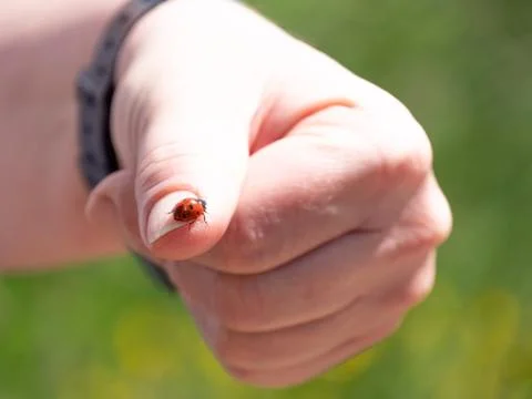 Cute ladybug on the finger. Stock Photos
