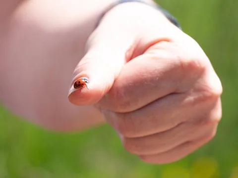 Cute ladybug on the finger. Stock Photos