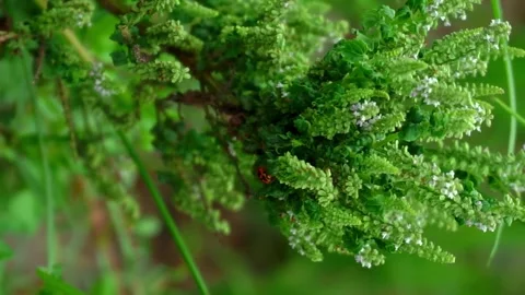 Cute ladybug on green plant Stock Footage 257435009