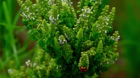 Cute ladybug on green plant Stock Footage 257435011