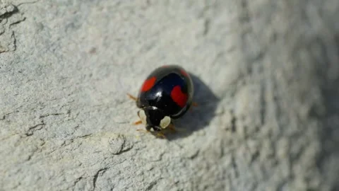 Cute ladybug ladybird Chilocorus stigma walks and crawled running on white wall Stock Footage 293141585