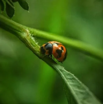 Cute ladybug Stock Photos