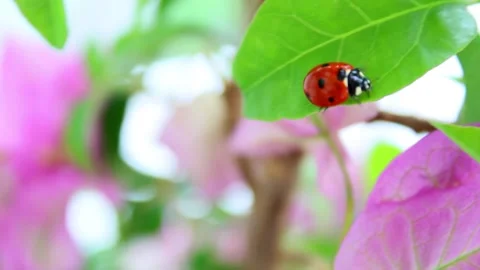 Cute ladybug walking on the leaves Stock Footage 135441946