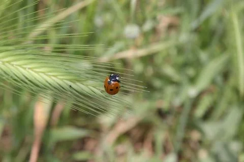 Cute Ladybug walking in stems Stock Photos