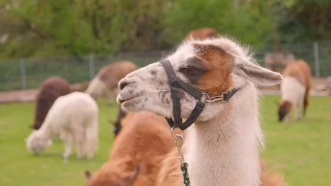 Cute Lama is eating  Stock Footage 107765750