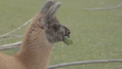 Cute Lama eating leaves Stock Footage 101960144
