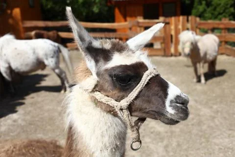 Cute lama Stock Photos