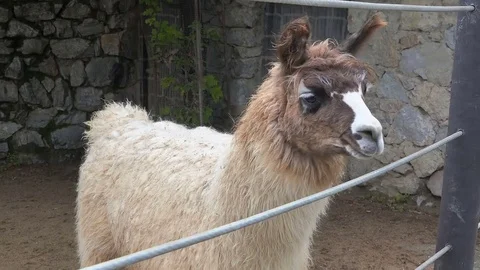 Cute lama in the zoo Stock-Footage 79703156