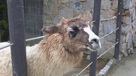 Cute lama in the zoo Stock Footage 79905120