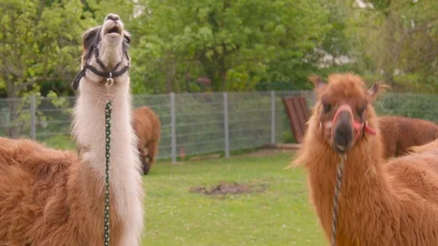 Cute lamas is eating Vídeo Stock 107765729