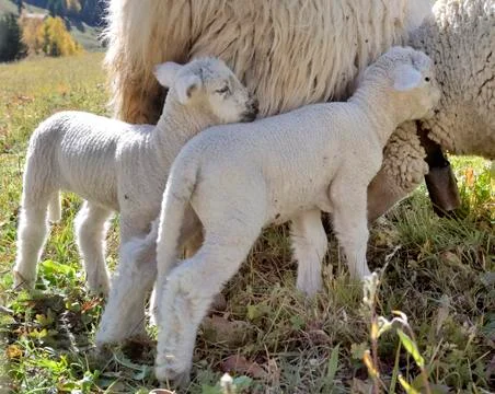 Cute lamb against ewe Stock Photos