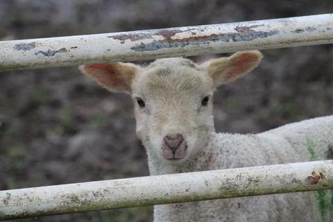 Cute lamb behind gate Stock Photos