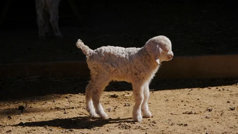 Cute lamb in farm Video stock 87474651