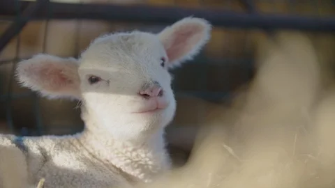 Cute Lamb Stock Footage 98698726