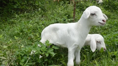 Cute lamb Stock Footage 224256001