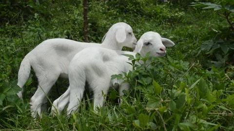 Cute lamb Video stock 224257378