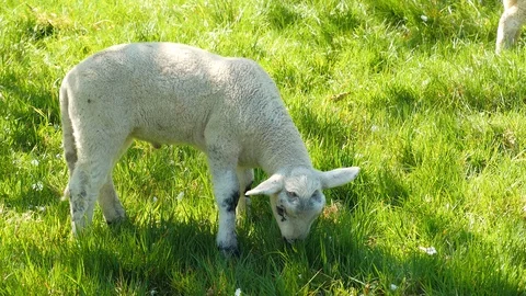 Cute lamb on a green meadow in springtime, easter lamp Stock Footage 129389116