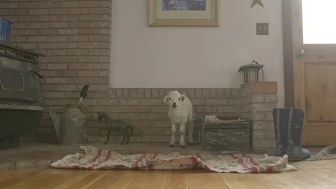 Cute lamb at home Stock Footage 83864681