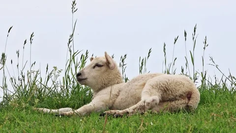 Cute lamb lying between grasses Stock Footage 246272647