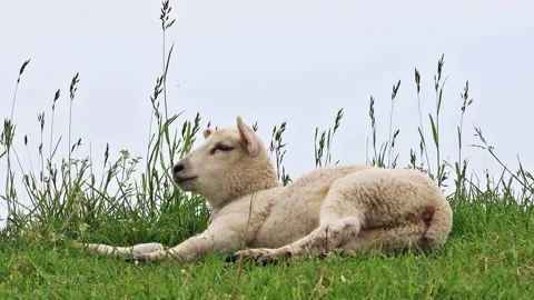Cute lamb lying between grasses Stock Footage 246291432