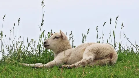 Cute lamb lying between grasses Video stock 247443022