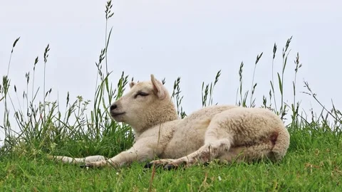 Cute lamb lying between grassesute lamb lying between grasses Stock Footage 246272725