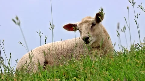Cute lamb lying in green grass, portrait Stock Footage 244266993