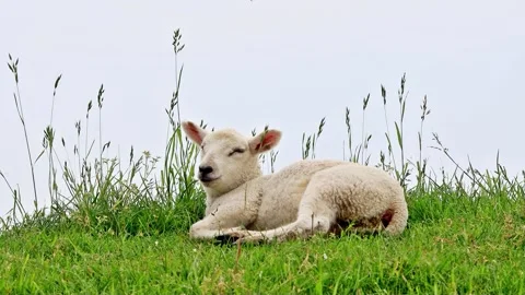Cute lamb lying in green grass, portrait Stock Footage 246231712