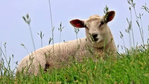 Cute lamb lying in green grass, portrait Stock Footage 246232862