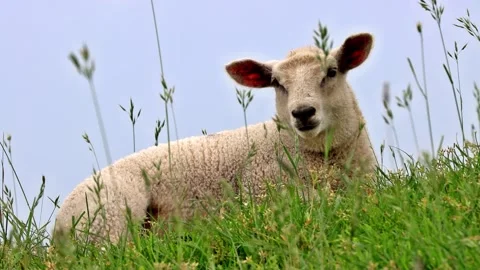 Cute lamb lying in green grass, portrait Stock Footage 246233004