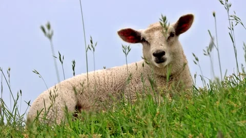 Cute lamb lying in green grass, portrait Stock Footage 247453057