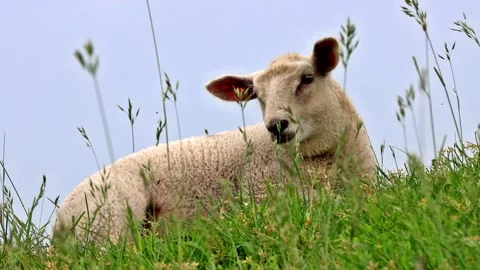 Cute lamb lying in green grass, portrait Stock Footage 247470682