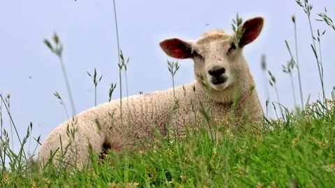 Cute lamb lying in green grass, portrait Stock Footage 247482849