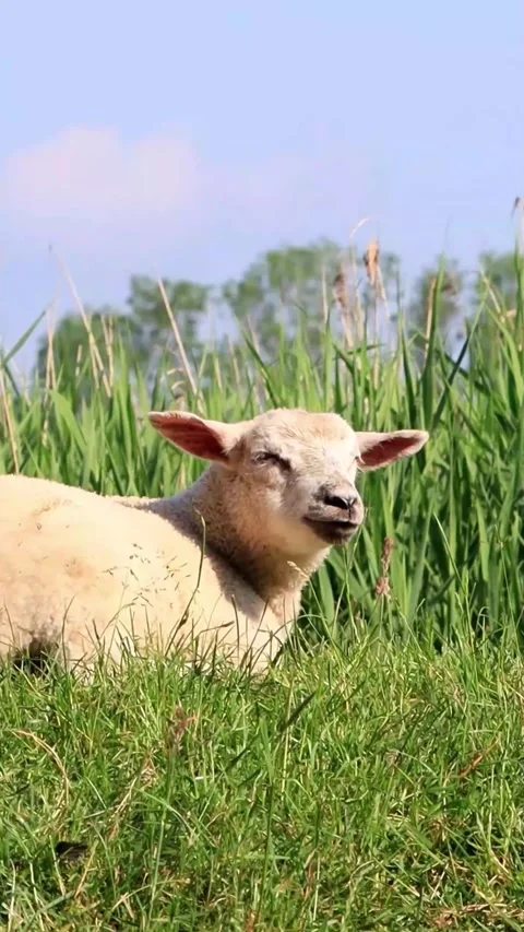 Cute lamb lying in green grass, portrait, vertical video Stock Footage 278056698