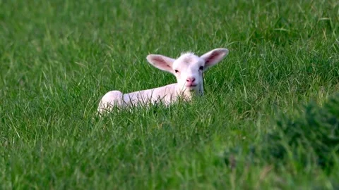 Cute lamb lying in green grass Stock Footage 304958722