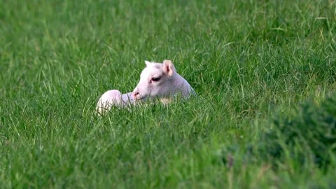 Cute lamb lying in green grass Stock Footage 304958804