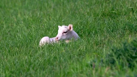 Cute lamb lying in green grass Stock Footage 304958827