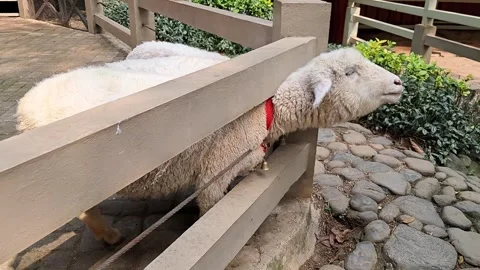 Cute Lamb Peeking Head Out of Wooden Farm Fence Bars Stock Footage 339613521