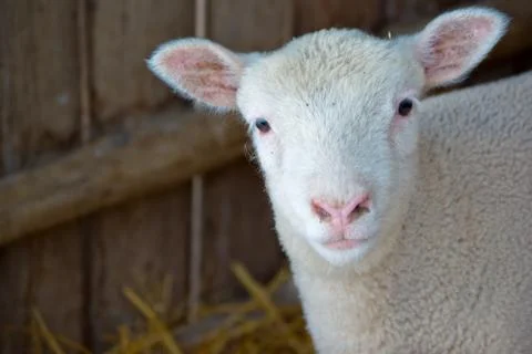 Cute lamb Stock Photos