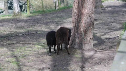 Cute Lamb Playing Together and Chasing Around Tree, Slow Motion Stock Footage 219569700