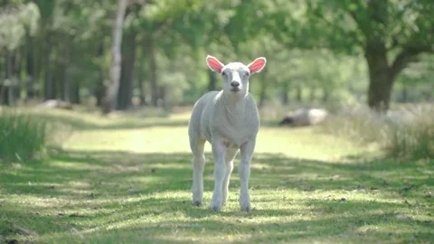 Cute lamb standing in a field looking 4k video Видео 164435988