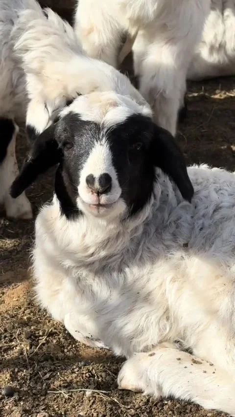 A cute lamb with a unique black and white face resting on the ground in a farm Vídeos de archivo 334269456