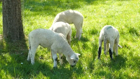 Cute lambs on the green meadow in springtime Stock Footage 129389400