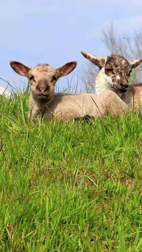 Cute lambs lying in green grass, vertical video Stock Footage 327794572