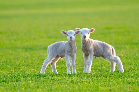 Cute lambs Stock Photos